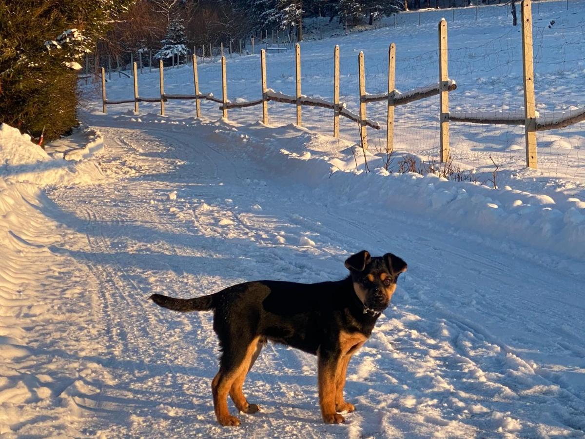 Domki Pod Lasem - Domek Brzozowy Stronie Śląskie Dış mekan fotoğraf